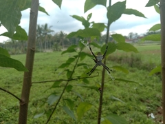 Argiope appensa