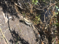 Eulamprus kosciuskoi