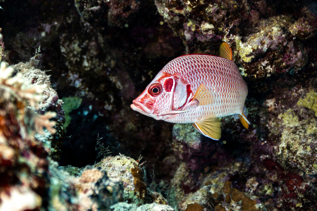Photo of Sabre squirrelfish (Sargocentron spiniferum)