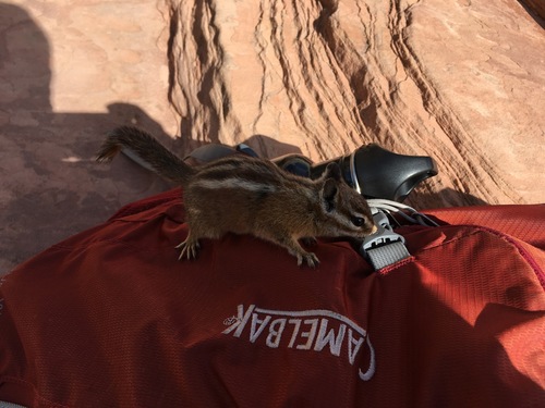 Uinta Chipmunk