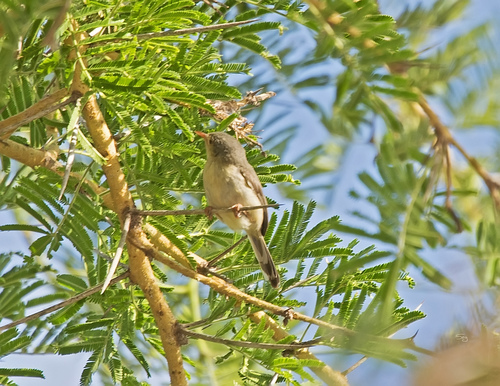 Buff-bellied Warbler (Phyllolais pulchella), photo 6