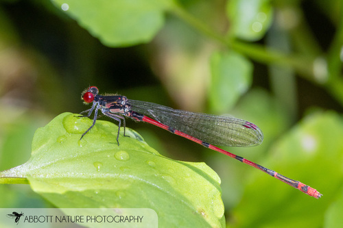Megalagrion hawaiiense observed 2023-08-13