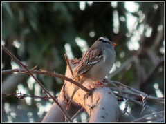Zonotrichia leucophrys