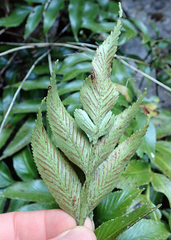 Asplenium lepidotum