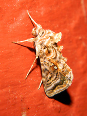 Autographa mappa