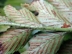Asplenium lepidotum
