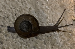 Helminthoglypta tudiculata
