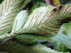 Asplenium lepidotum