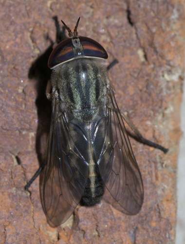 Tabanus subsimilis photo 5