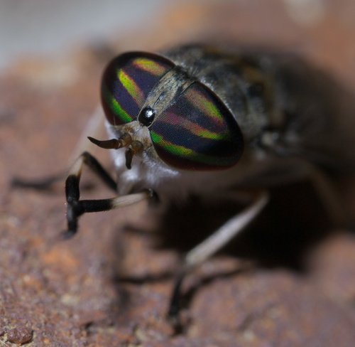Striped Horse Fly photo 3