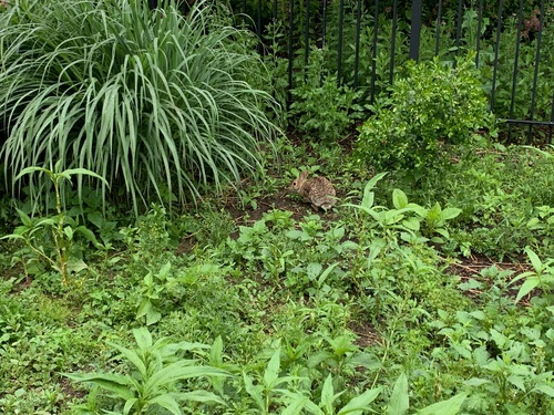 Eastern Cottontail photographed in Rhode Island