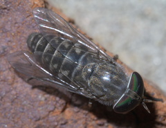 Tabanus sparus