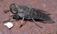 Tabanus sparus