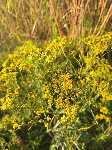 Manyflower Ragwort (Senecio polyanthemoides)