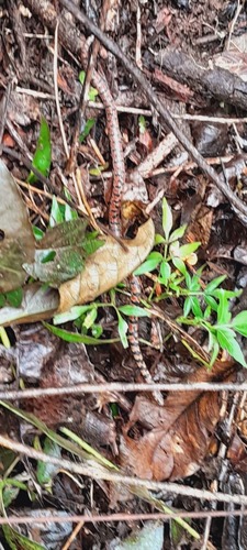 Carr's Snail Sucker