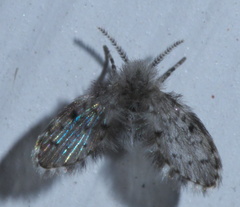 Paramormia furcata