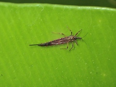 Idolothrips