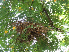 Phacellodomus sibilatrix