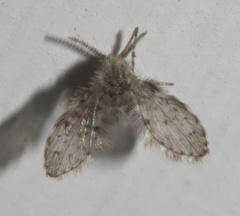 Paramormia furcata