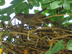 Phacellodomus sibilatrix