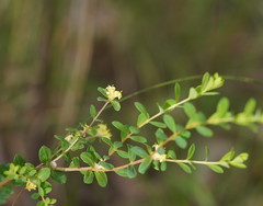 Pimelea flava flava