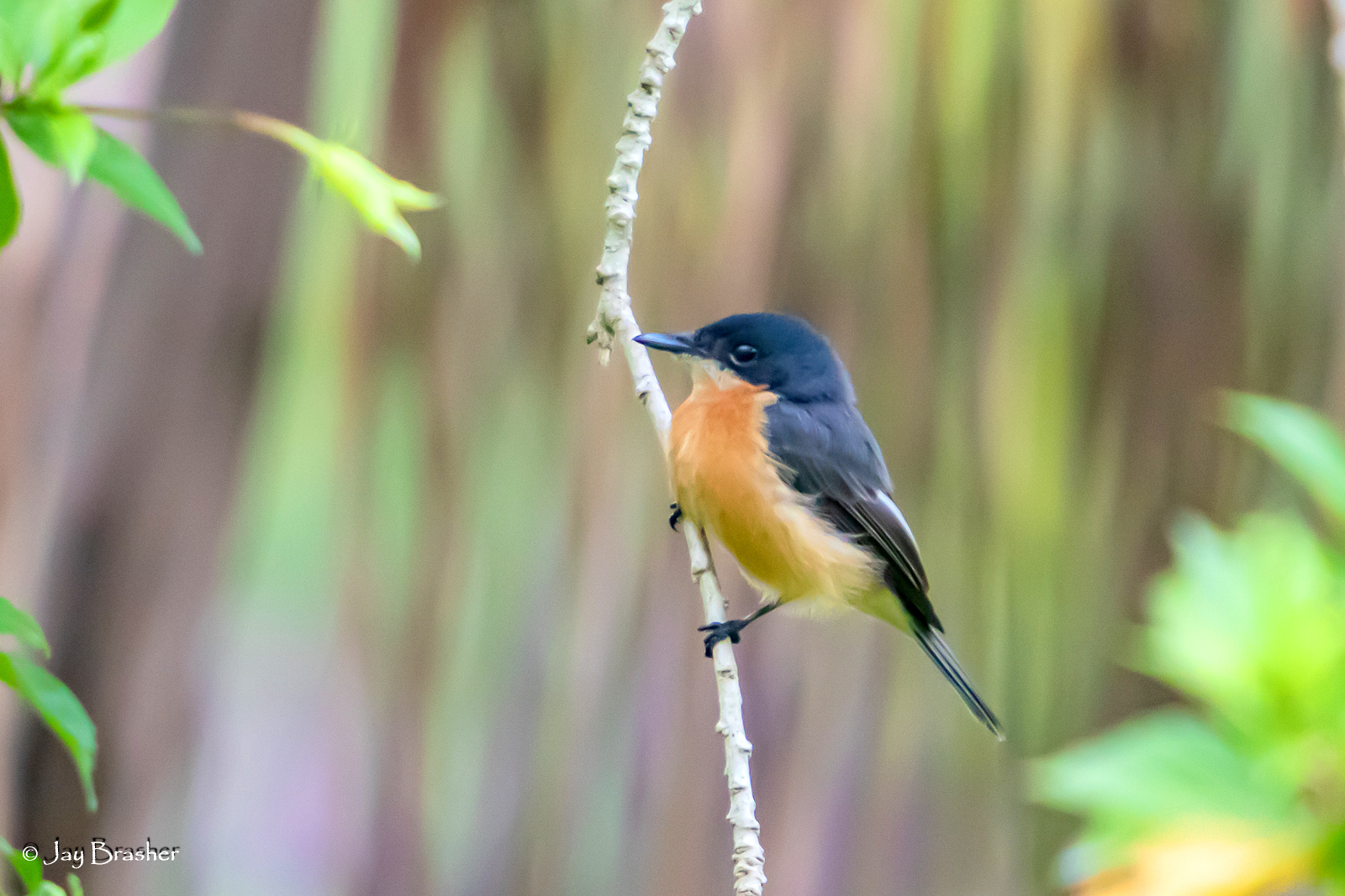 Vanikoro Flycatcher (Myiagra vanikorensis), photo 3