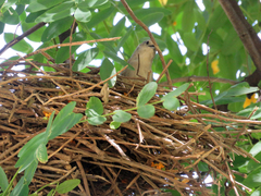 Phacellodomus sibilatrix