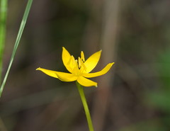 Hypoxis hygrometrica