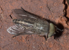 Tabanus lineola
