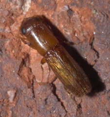 Platypodinae
