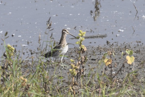 Agachadiza de Wilson (Gallinago delicata)