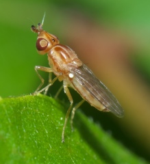 Ectecephala