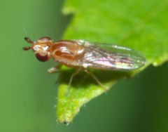 Ectecephala