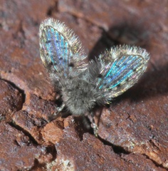 Paramormia furcata