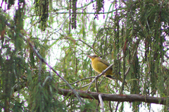 Piranga rubra