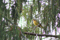 Piranga rubra