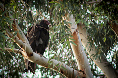 Cathartes aura