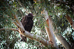Cathartes aura