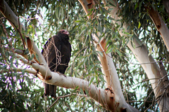 Cathartes aura