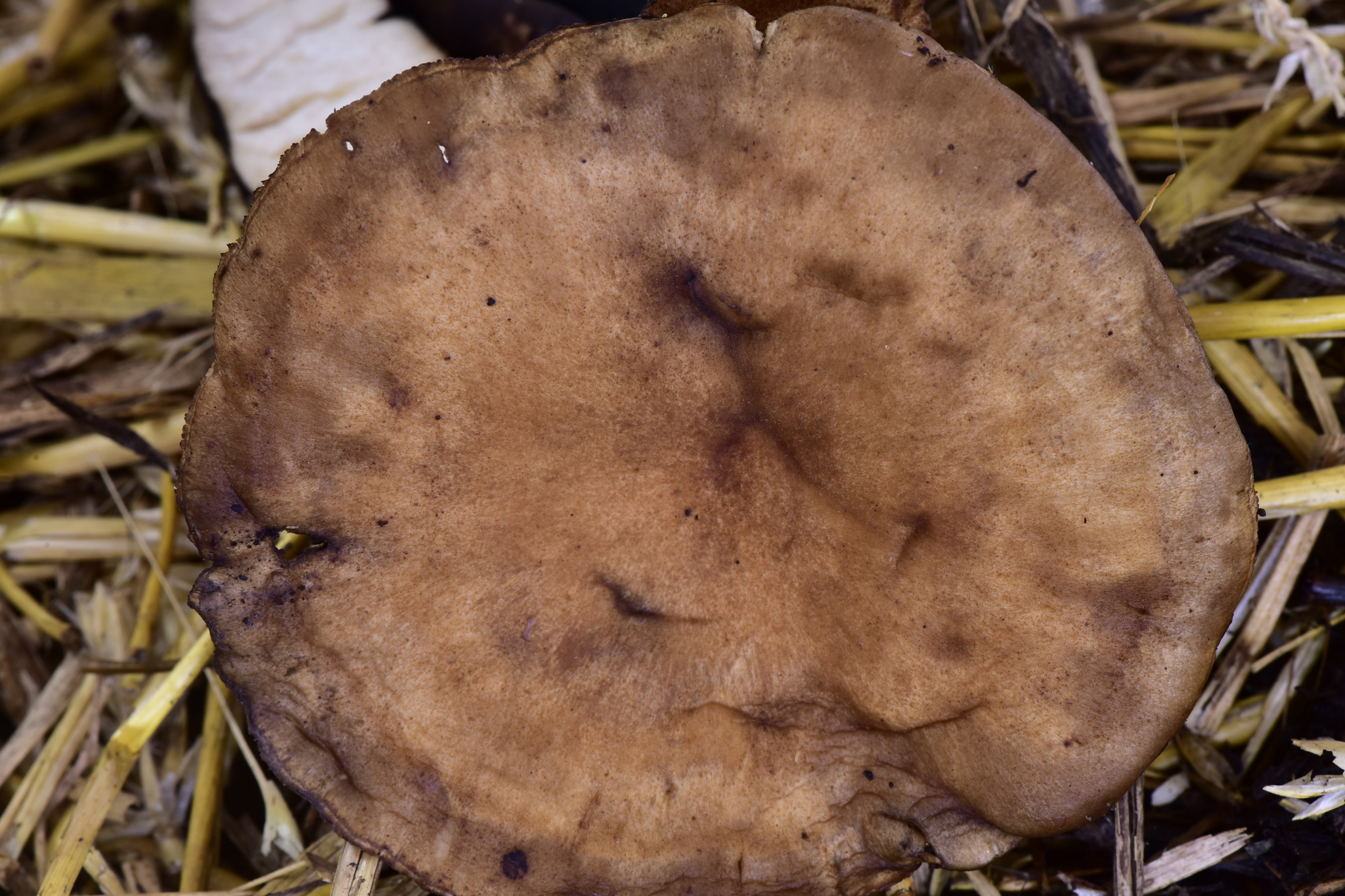 Polyporus tuberaster image