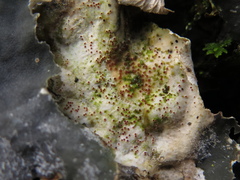 Pronectria erythrinella