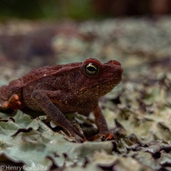 Bishop's Toad photo 2
