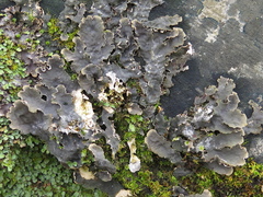 Pronectria erythrinella