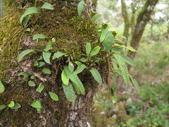 Pleopeltis polylepis