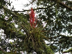 Tillandsia parryi