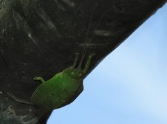 Phyllomimus klapperichi