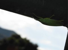 Phyllomimus klapperichi