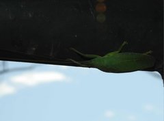 Phyllomimus klapperichi
