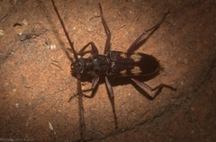Phoracantha punctata