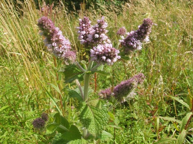 Mentha X villosa